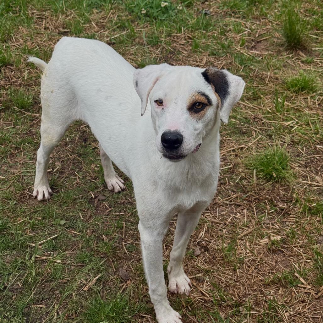 Skip, a Adoptable Mixed Breed in Red House, WV image 2/3
