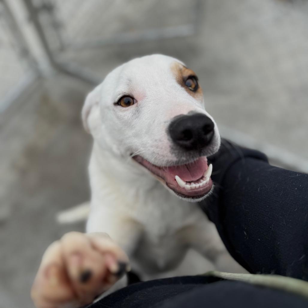 Skip, a Adoptable Mixed Breed in Red House, WV image 3/3