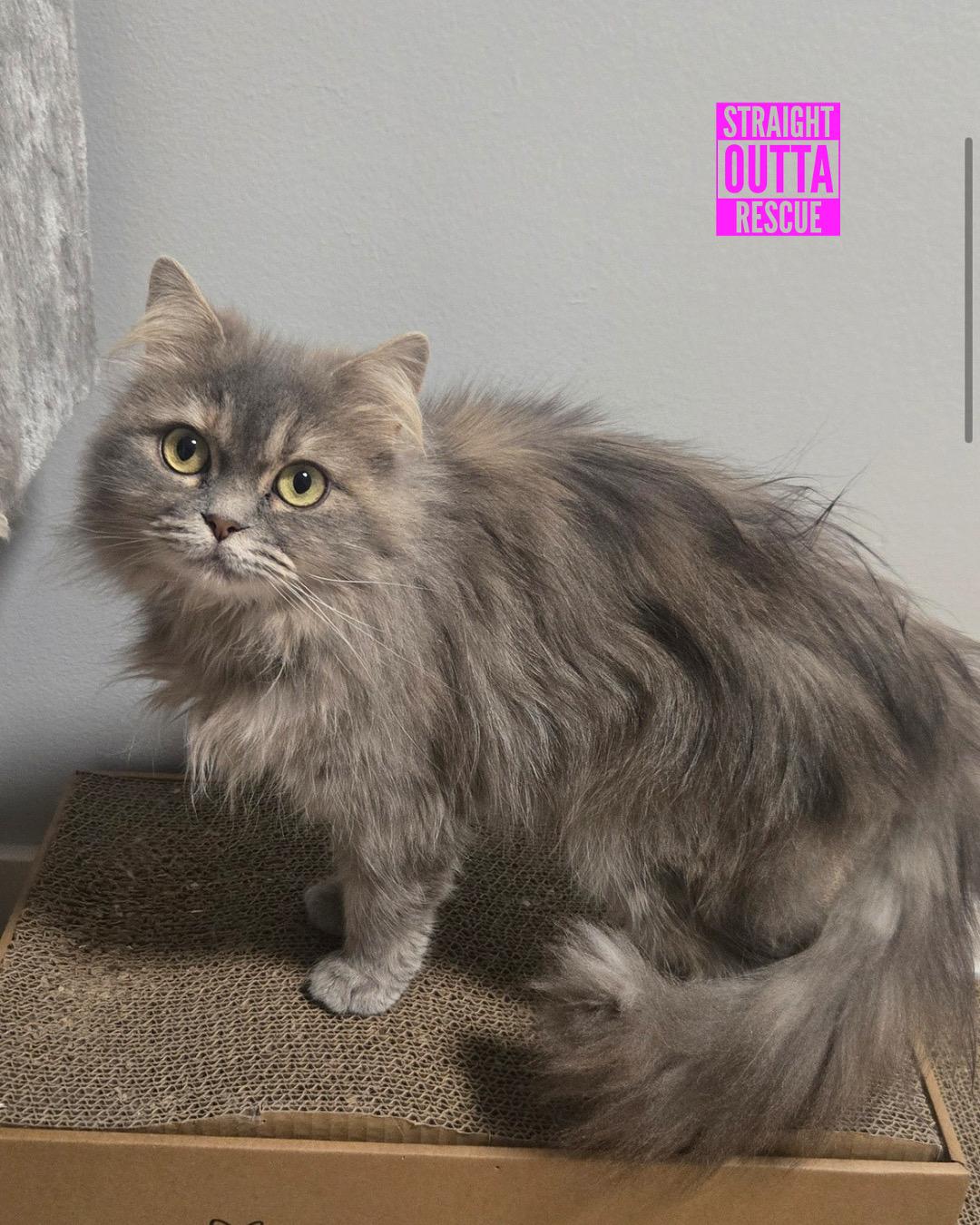 Crumpet, an adoptable Persian, British Shorthair in Vancouver, BC, V6K 1P8 | Photo Image 1