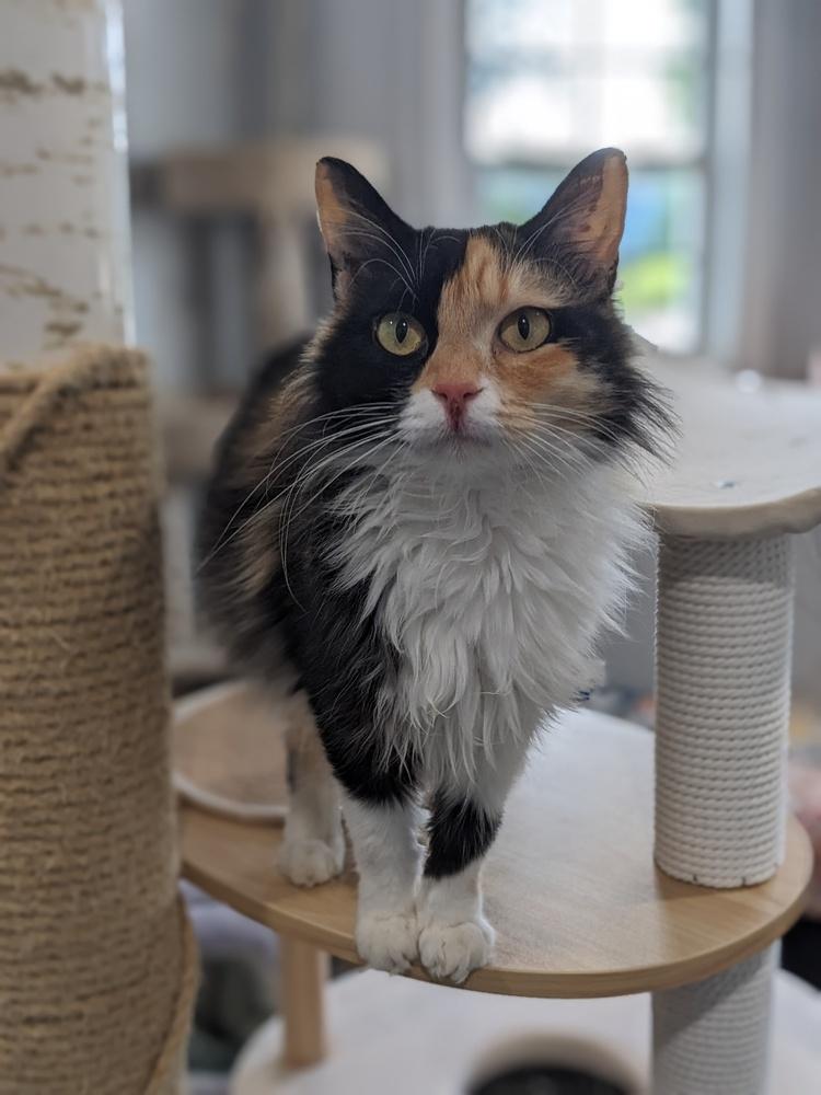 Cricket, Adoptable, Adult Female Calico.