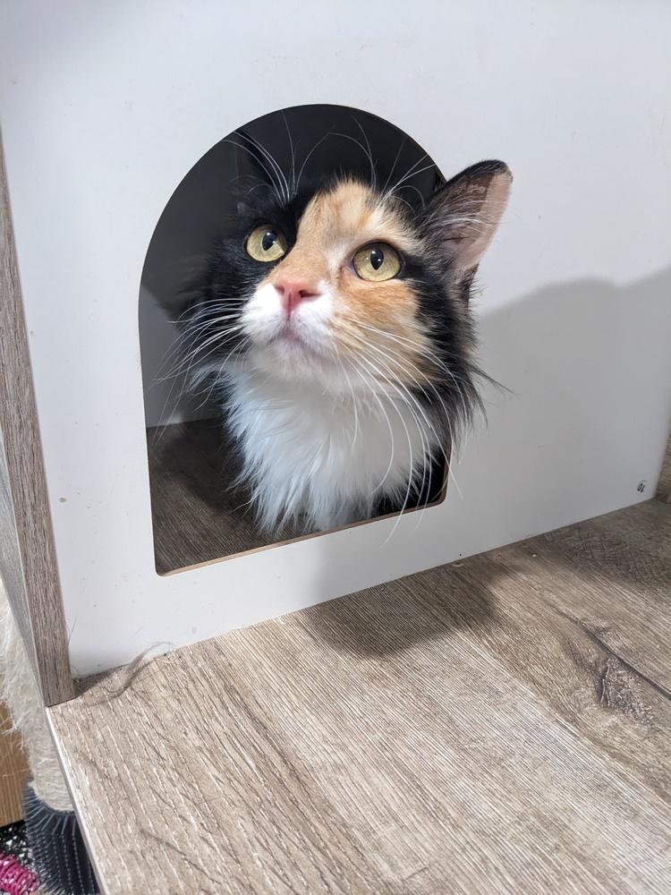 Cricket, a Adoptable Calico in Lewisburg, TN image 2/2