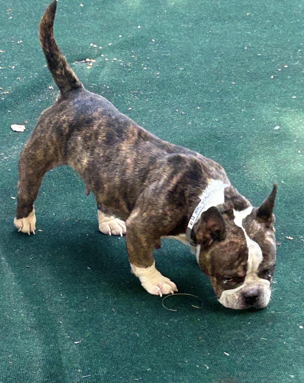 Enlarge Moonstone, a ADOPTABLE mixed breed in Lake Worth, FL image 5/5