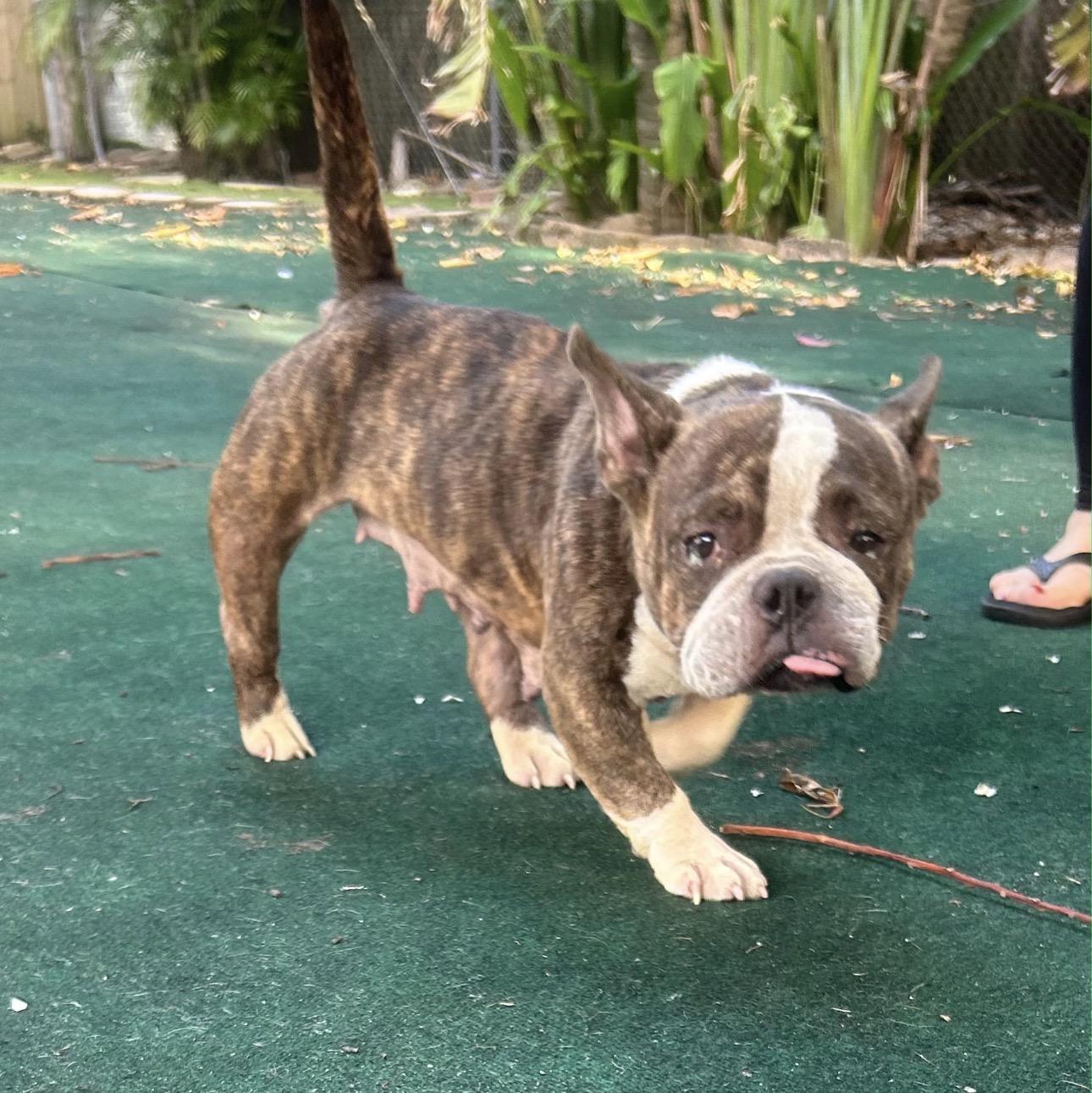 Enlarge Moonstone, a ADOPTABLE mixed breed in Lake Worth, FL image 2/5