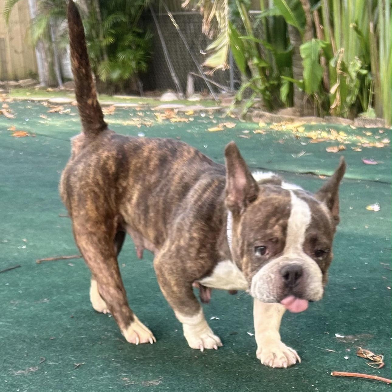 Moonstone, ADOPTABLE, Young Female American Bully.