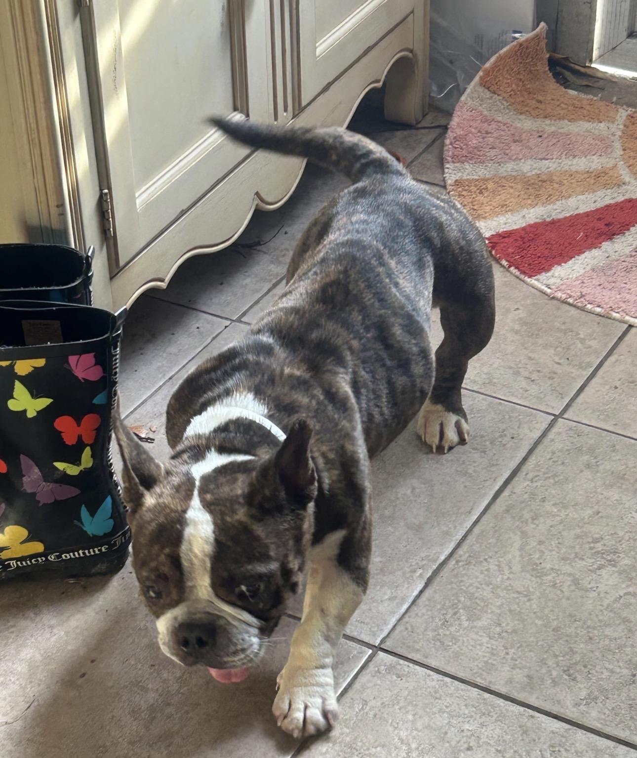 Enlarge Moonstone, a ADOPTABLE mixed breed in Lake Worth, FL image 4/5
