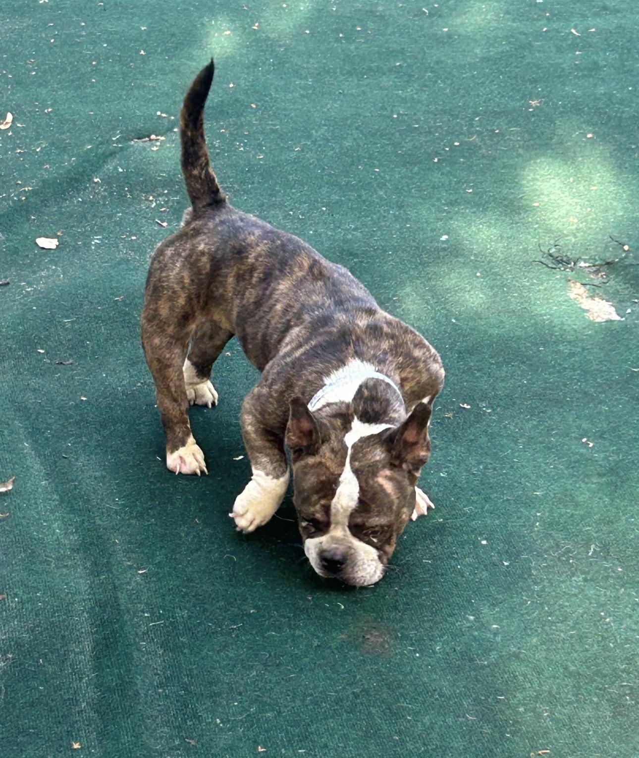 Enlarge Moonstone, a ADOPTABLE mixed breed in Lake Worth, FL image 3/5