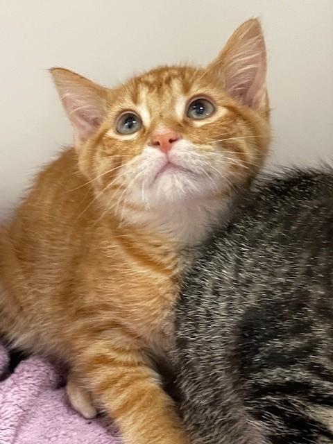 Oscar