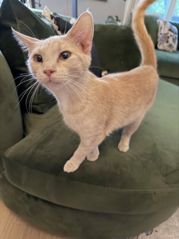 Sorbet, Adoptable, Young Female Domestic Short Hair.