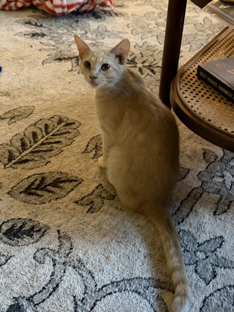 Enlarge Sorbet, a Adoptable mixed breed in Union Grove, WI image 2/6