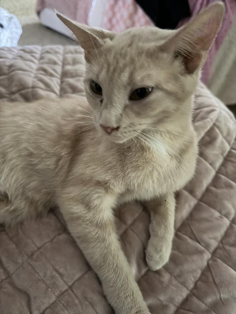 Enlarge Sorbet, a Adoptable mixed breed in Union Grove, WI image 3/6