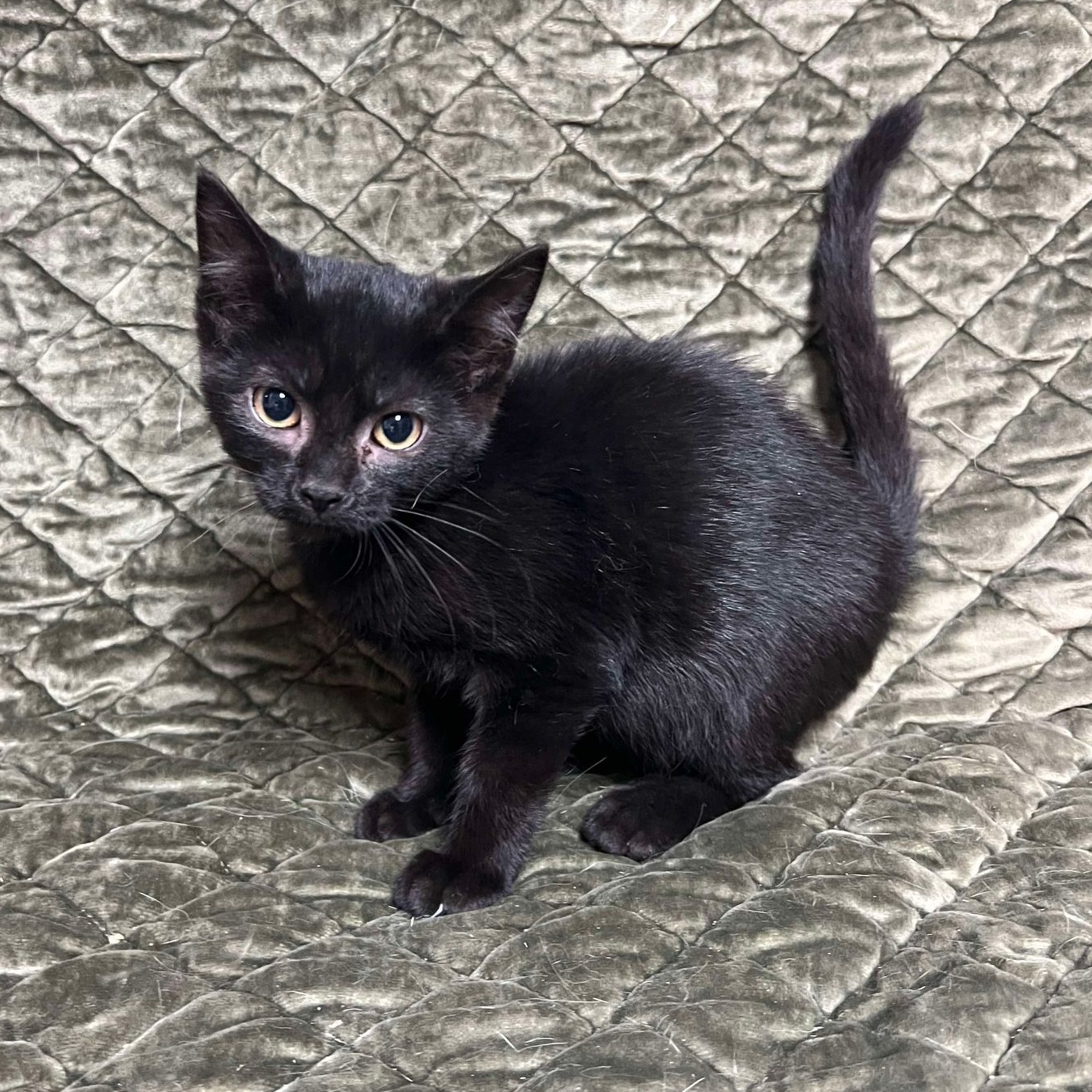 Cat for adoption Cookie Tin, a Domestic Short Hair in Waterloo, IA