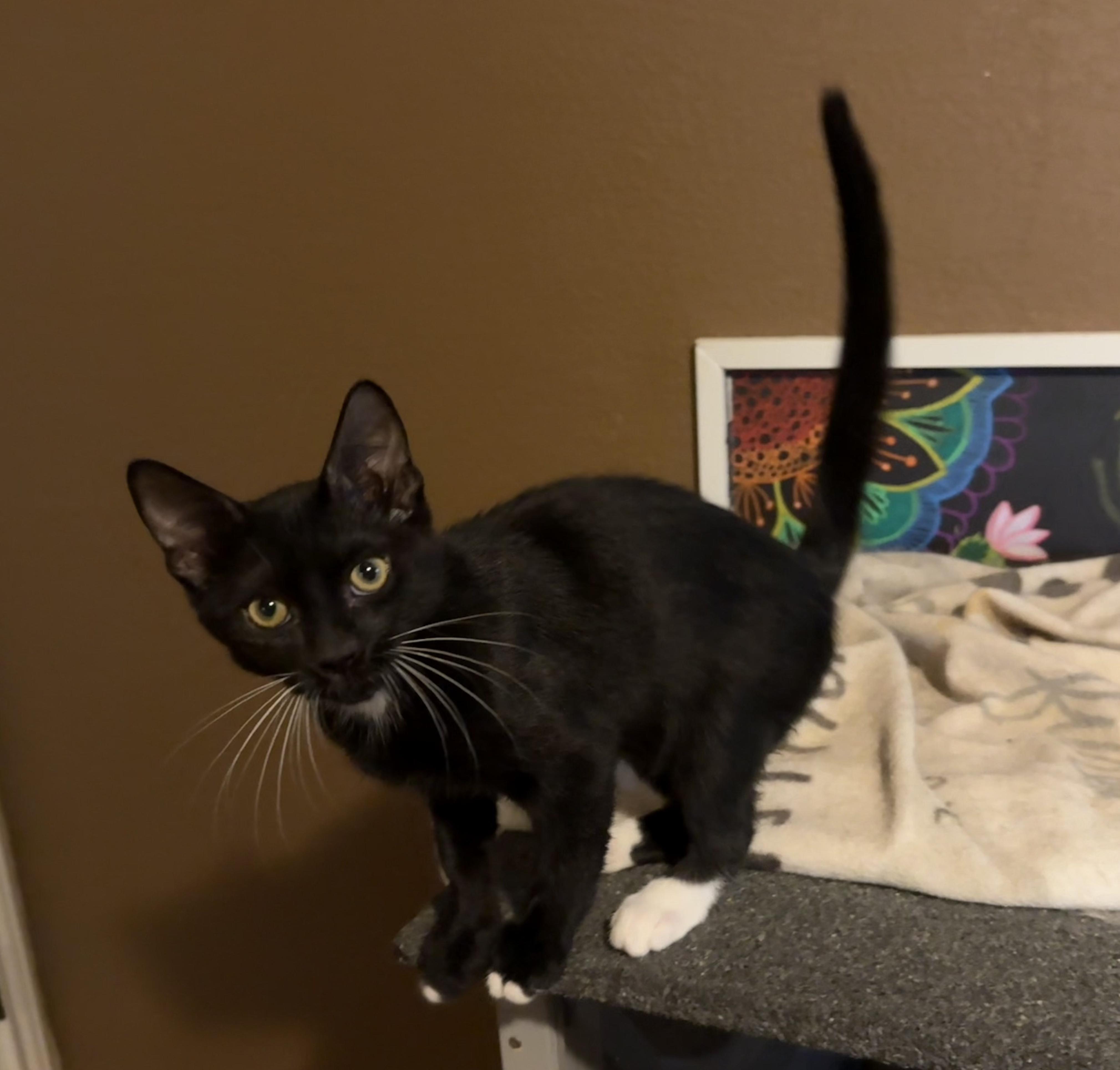 Kelsier (DP), adopted, Kitten Male Domestic Short Hair.