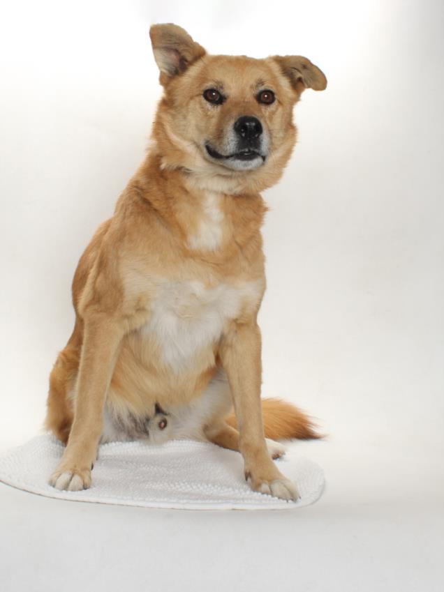Enlarge ECHELON, a Adoptable mixed breed in Burbank, CA image 1/1