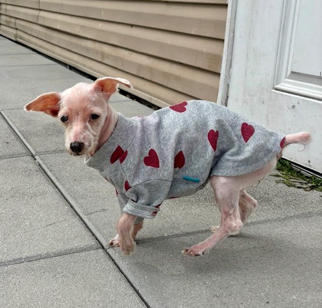 Bella, Adopted, Senior Female Maltese.