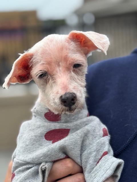Enlarge Bella, a Adopted Maltese in Far Rockaway, NY image 2/2
