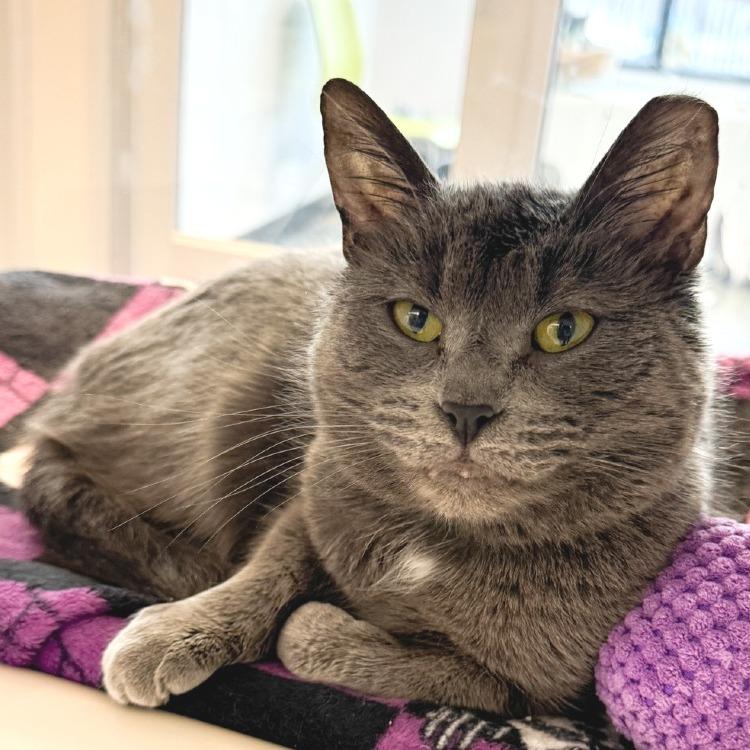 Nina, Adoptable, Young Female Domestic Short Hair.