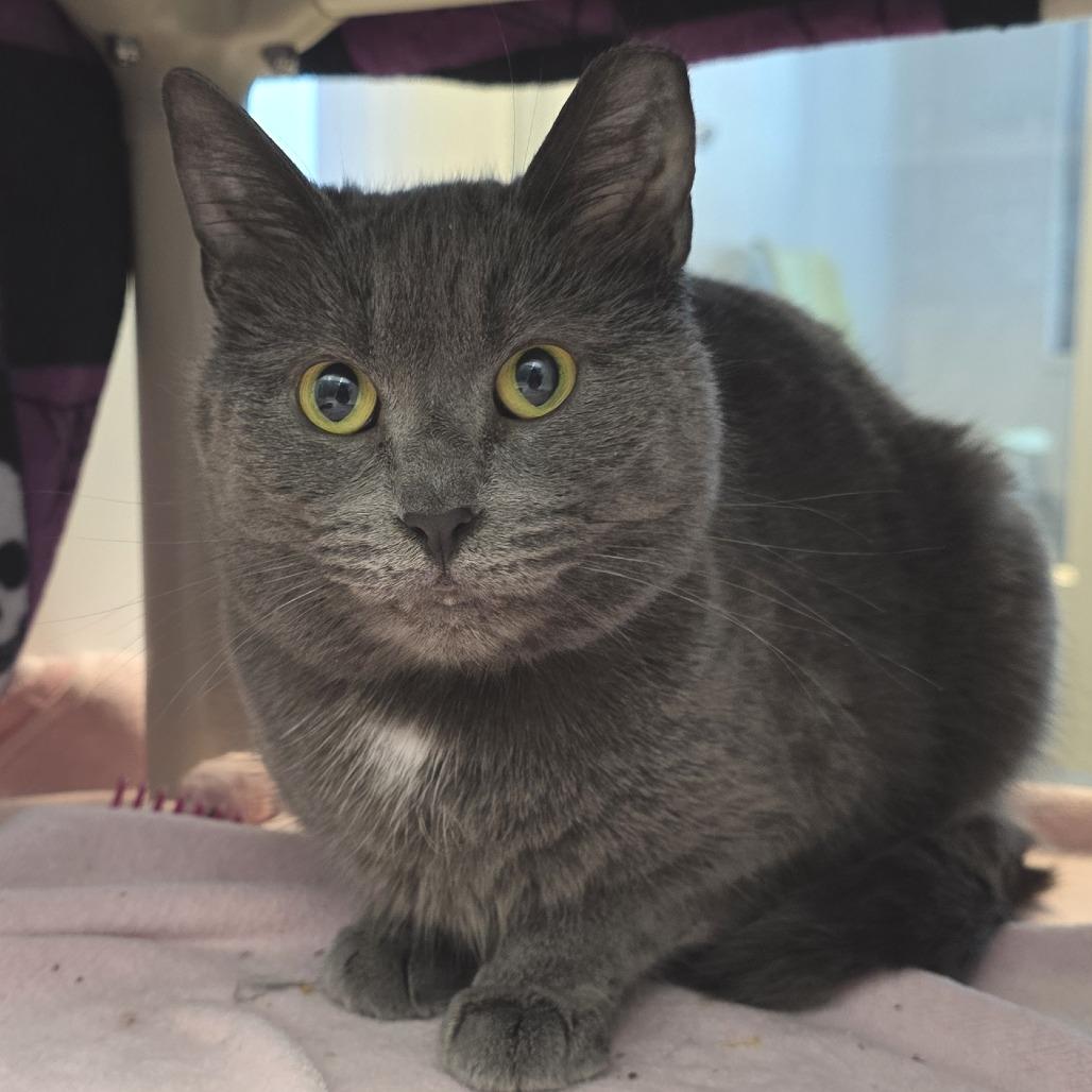 Enlarge Nina, a Adoptable Domestic Short Hair in Fort Wayne, IN image 2/5