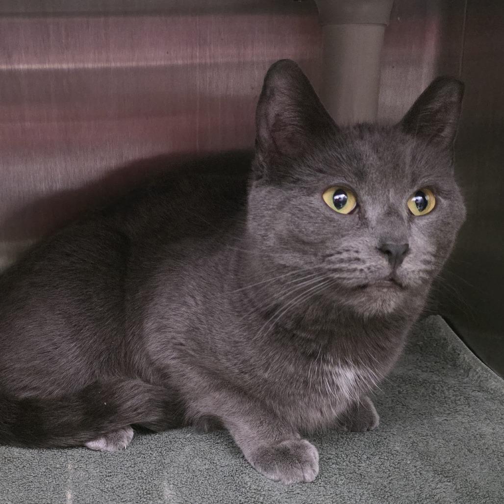 Enlarge Nina, a Adoptable Domestic Short Hair in Fort Wayne, IN image 3/5