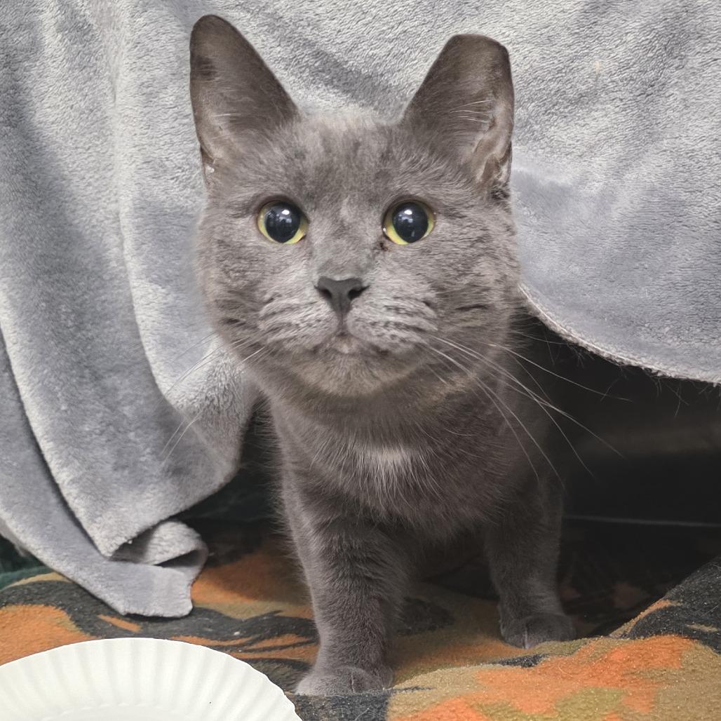 Enlarge Nina, a Adoptable Domestic Short Hair in Fort Wayne, IN image 4/5