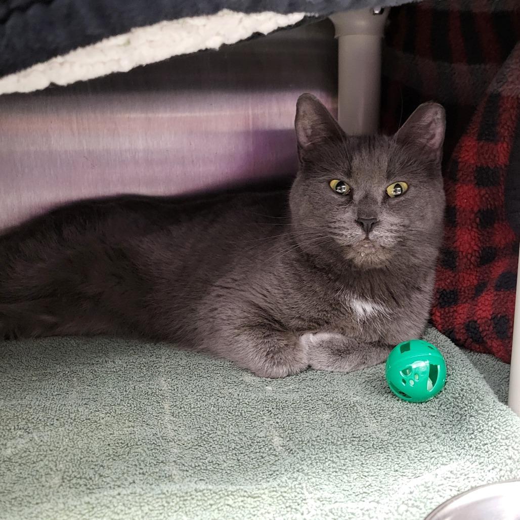 Enlarge Nina, a Adoptable Domestic Short Hair in Fort Wayne, IN image 5/5