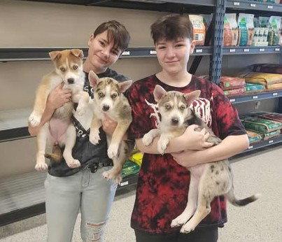 Roadrunner, nka Tomucker, Adopted, Young Male Siberian Husky.
