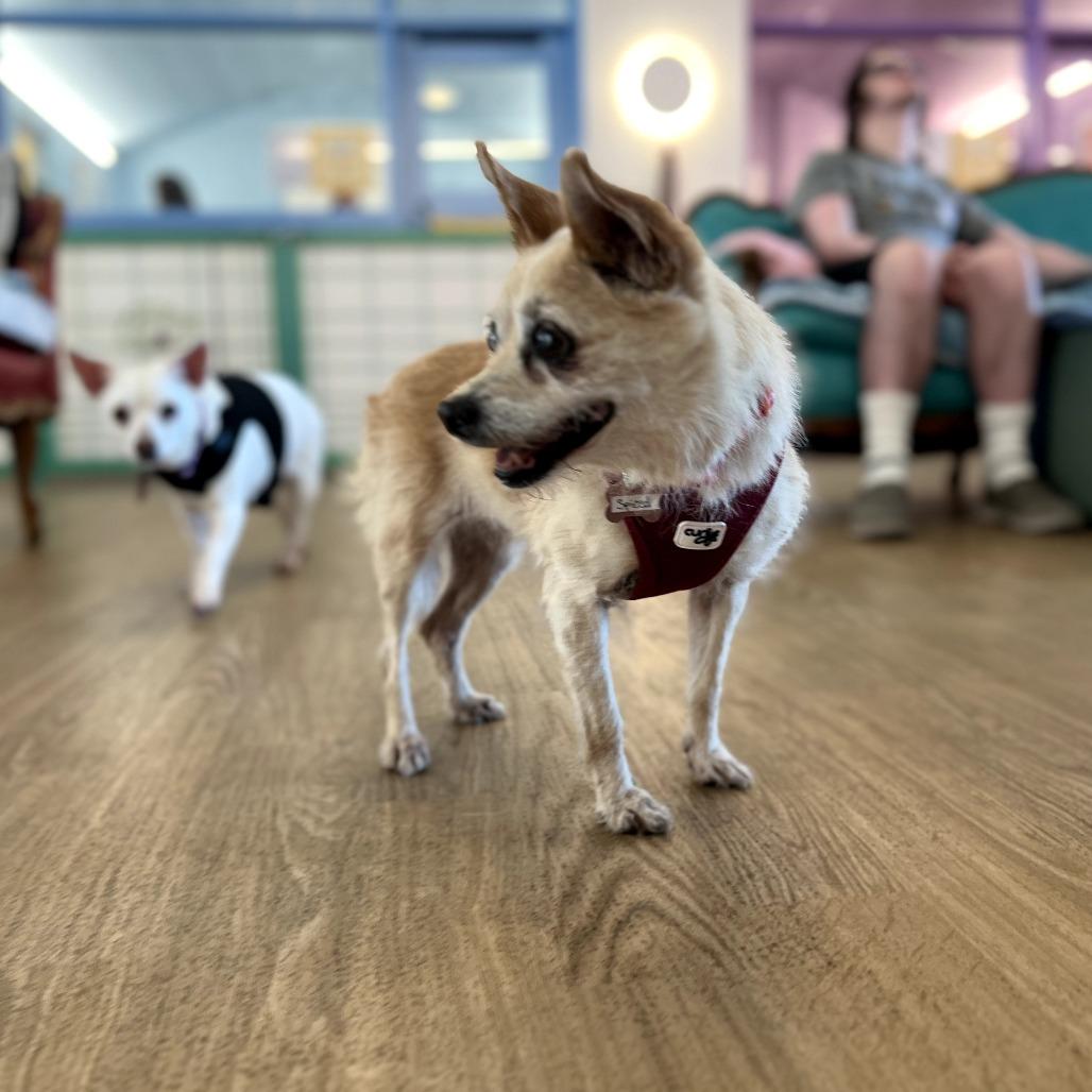 Spiced 14168, a Adoptable Terrier in San Francisco, CA image 1/6