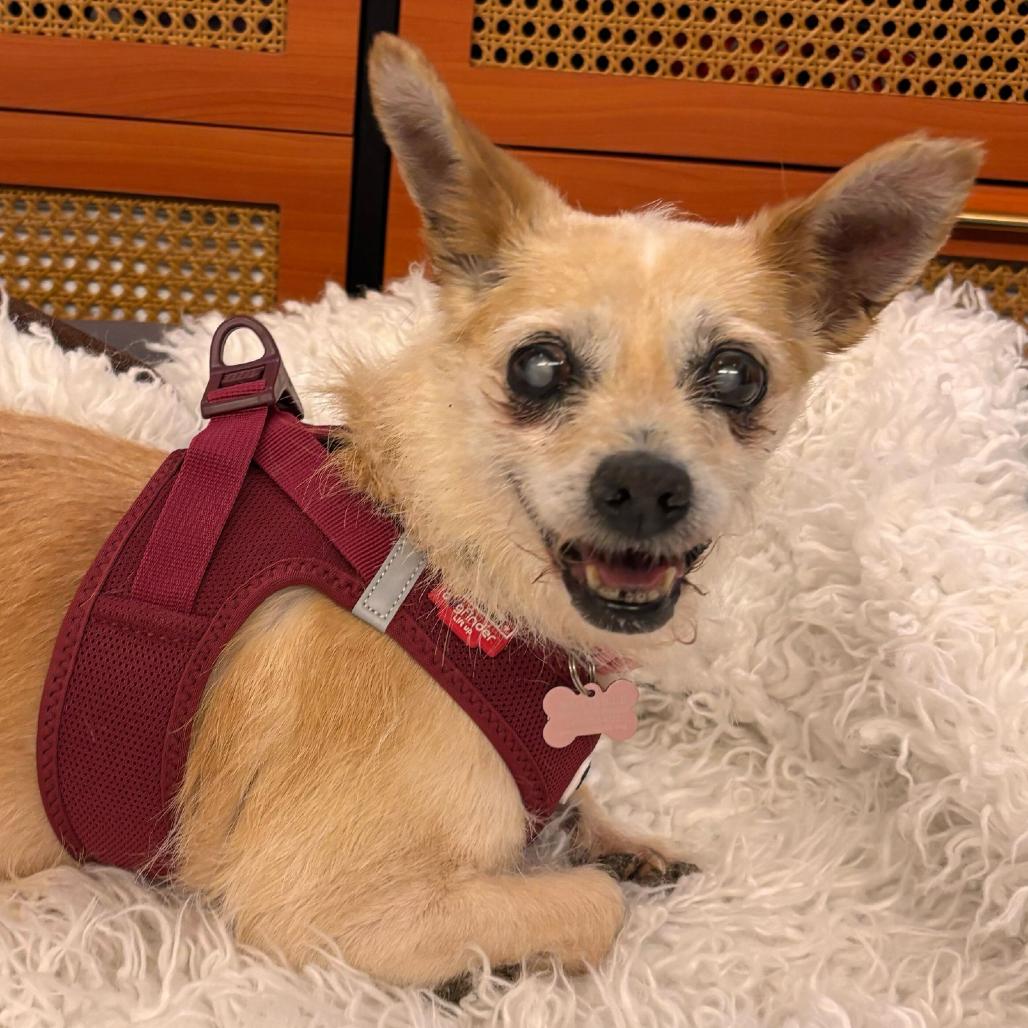 Spiced 14168, a Adoptable Terrier in San Francisco, CA image 2/6
