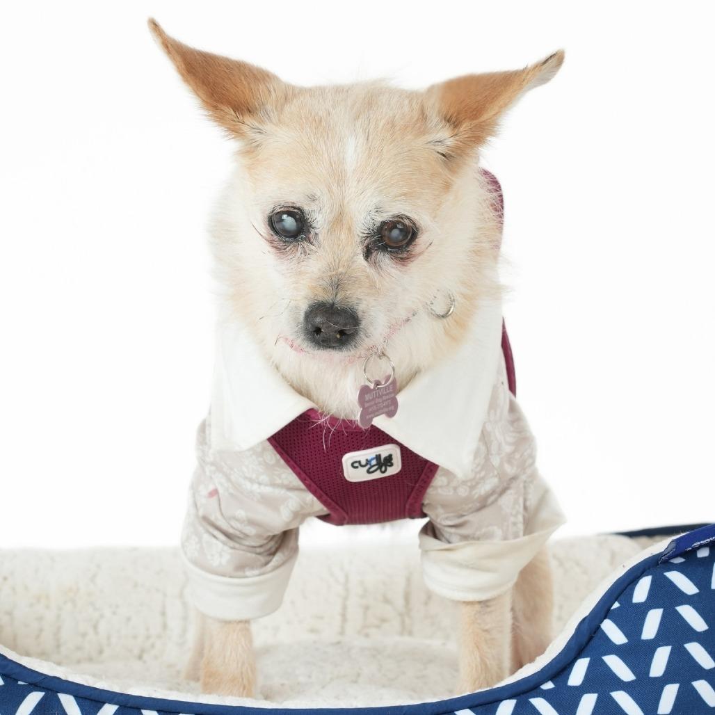 Spiced 14168, a Adoptable Terrier in San Francisco, CA image 3/6