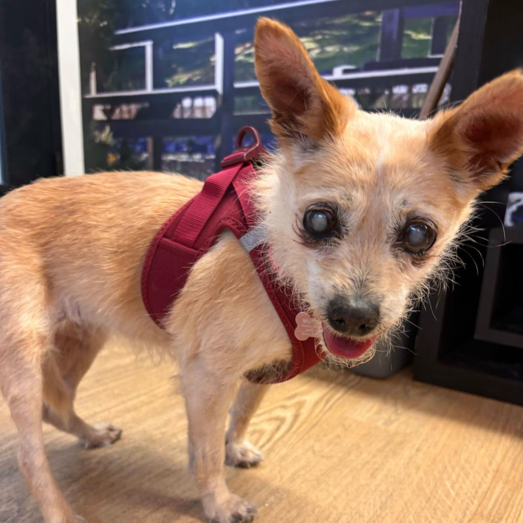 Spiced 14168, a Adoptable Terrier in San Francisco, CA image 4/6
