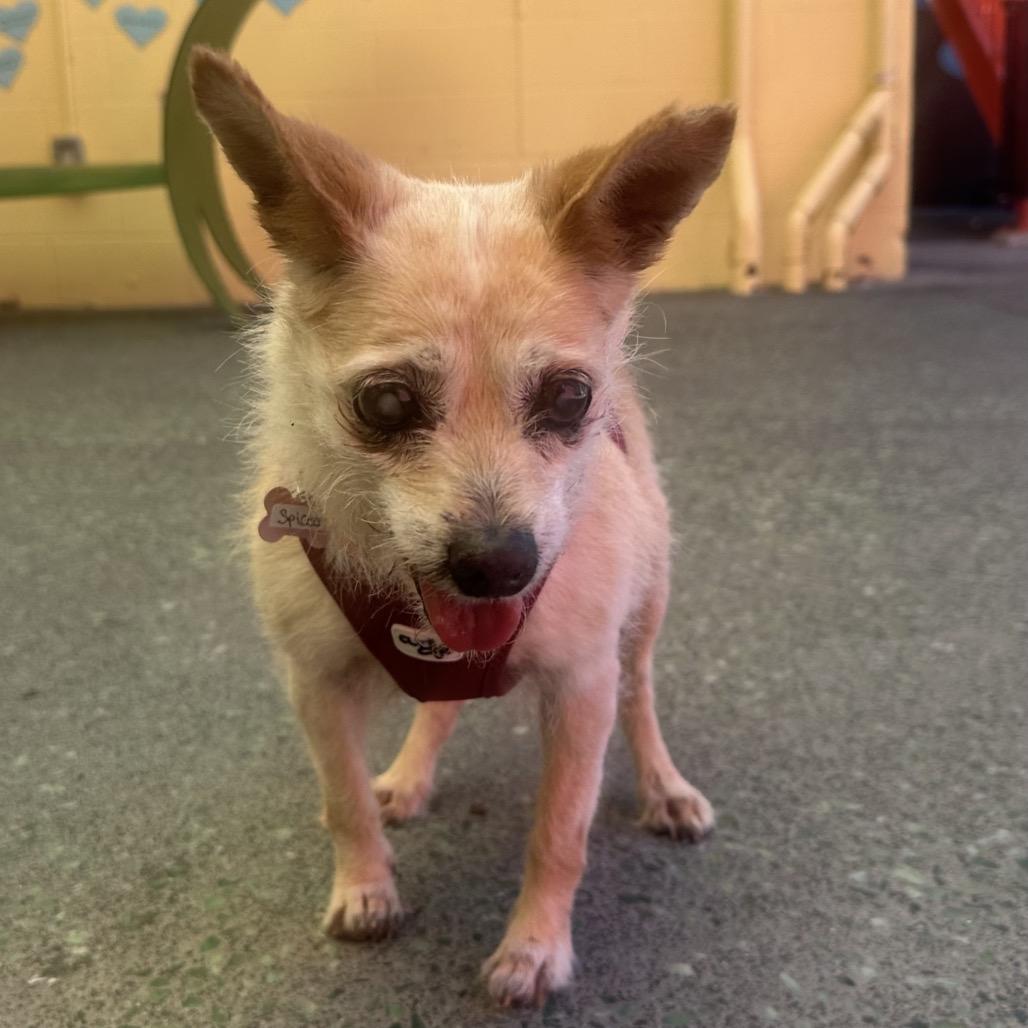 Spiced 14168, a Adoptable Terrier in San Francisco, CA image 5/6