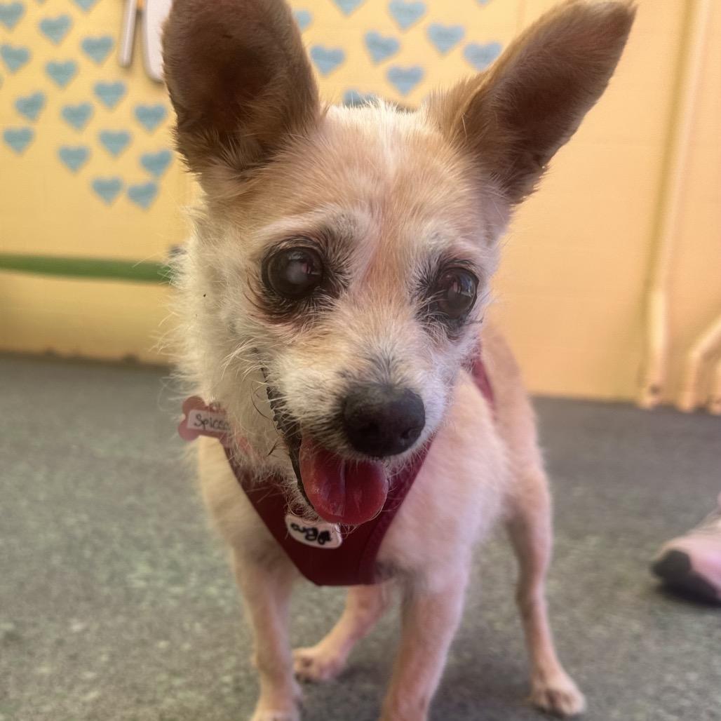 Spiced 14168, a Adoptable Terrier in San Francisco, CA image 6/6