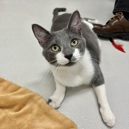 Ziggy, a Adoptable Domestic Short Hair in New Hope, PA image 1/3