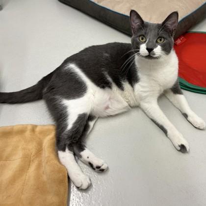 Ziggy, a Adoptable Domestic Short Hair in New Hope, PA image 2/3