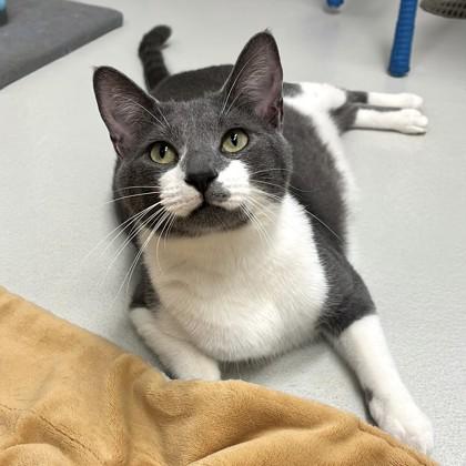 Ziggy, a Adoptable Domestic Short Hair in New Hope, PA image 3/3