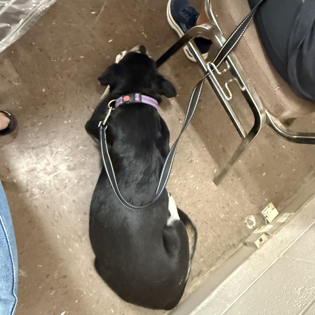 Juno, Adoptable, Adult Female Labrador Retriever.