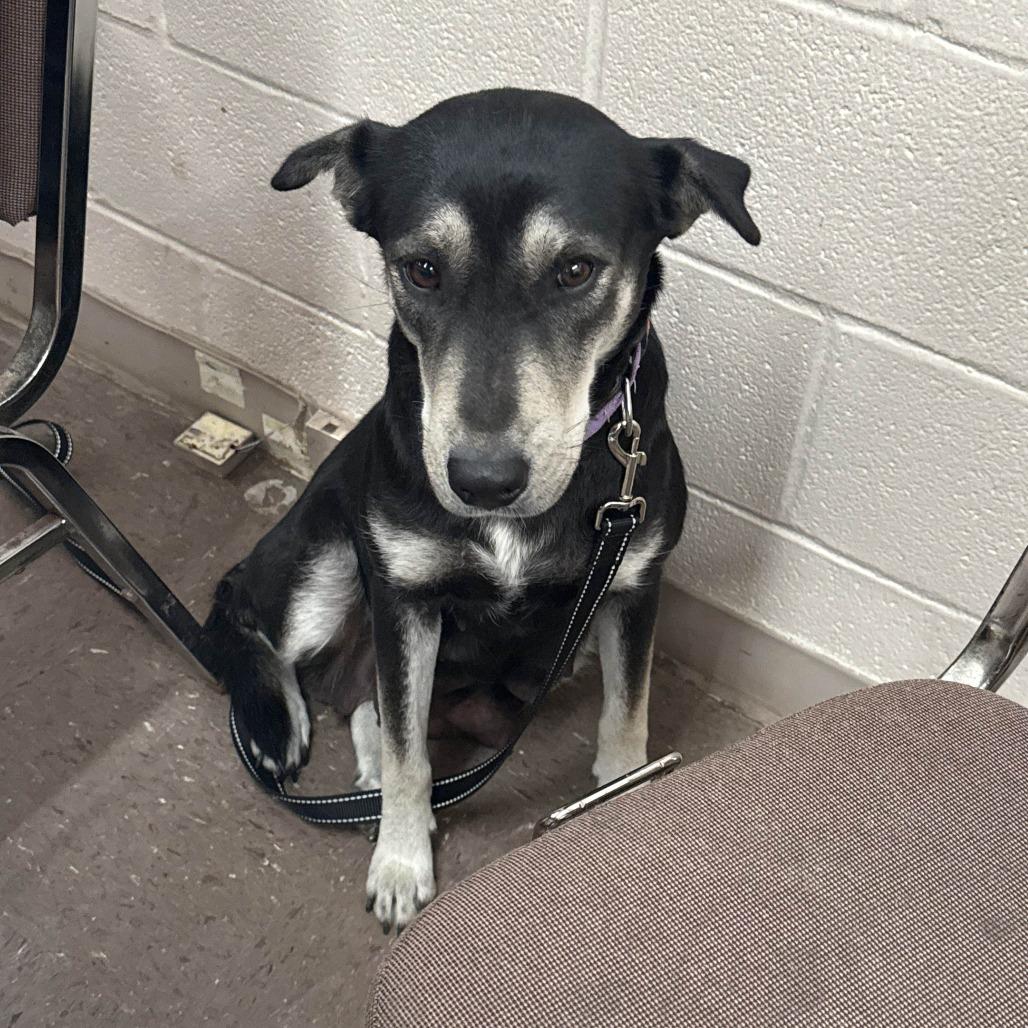 Enlarge Juno, a Adoptable Labrador Retriever in New Fairfield, CT image 2/6