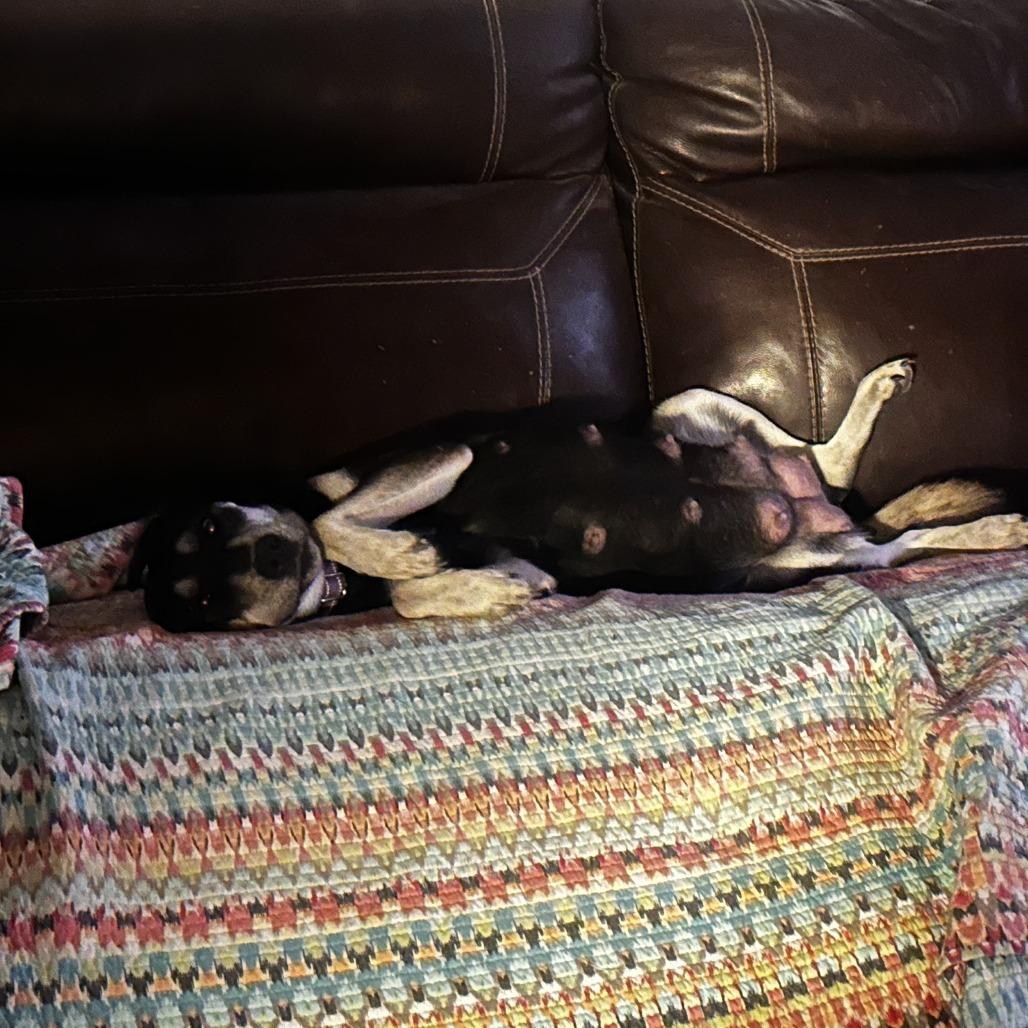 Enlarge Juno, a Adoptable Labrador Retriever in New Fairfield, CT image 4/6