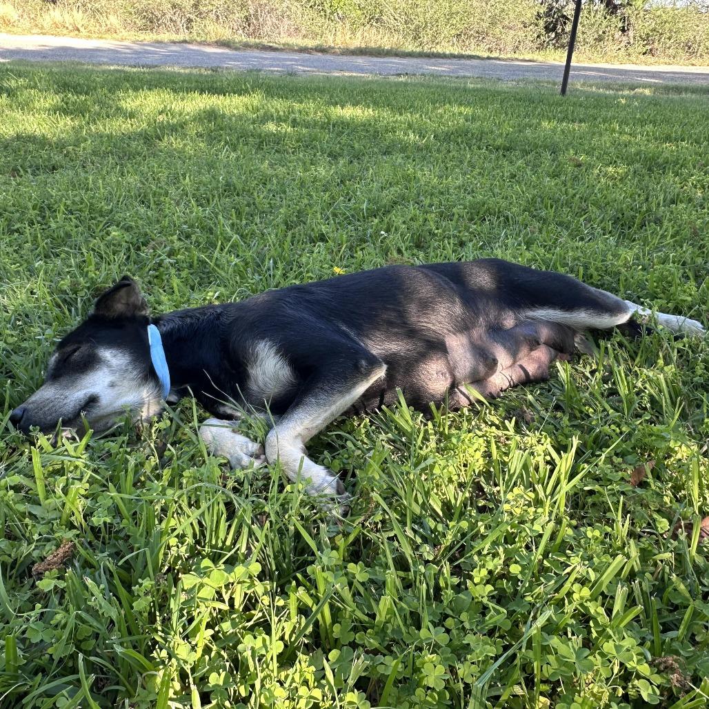 Enlarge Juno, a Adoptable Labrador Retriever in New Fairfield, CT image 6/6