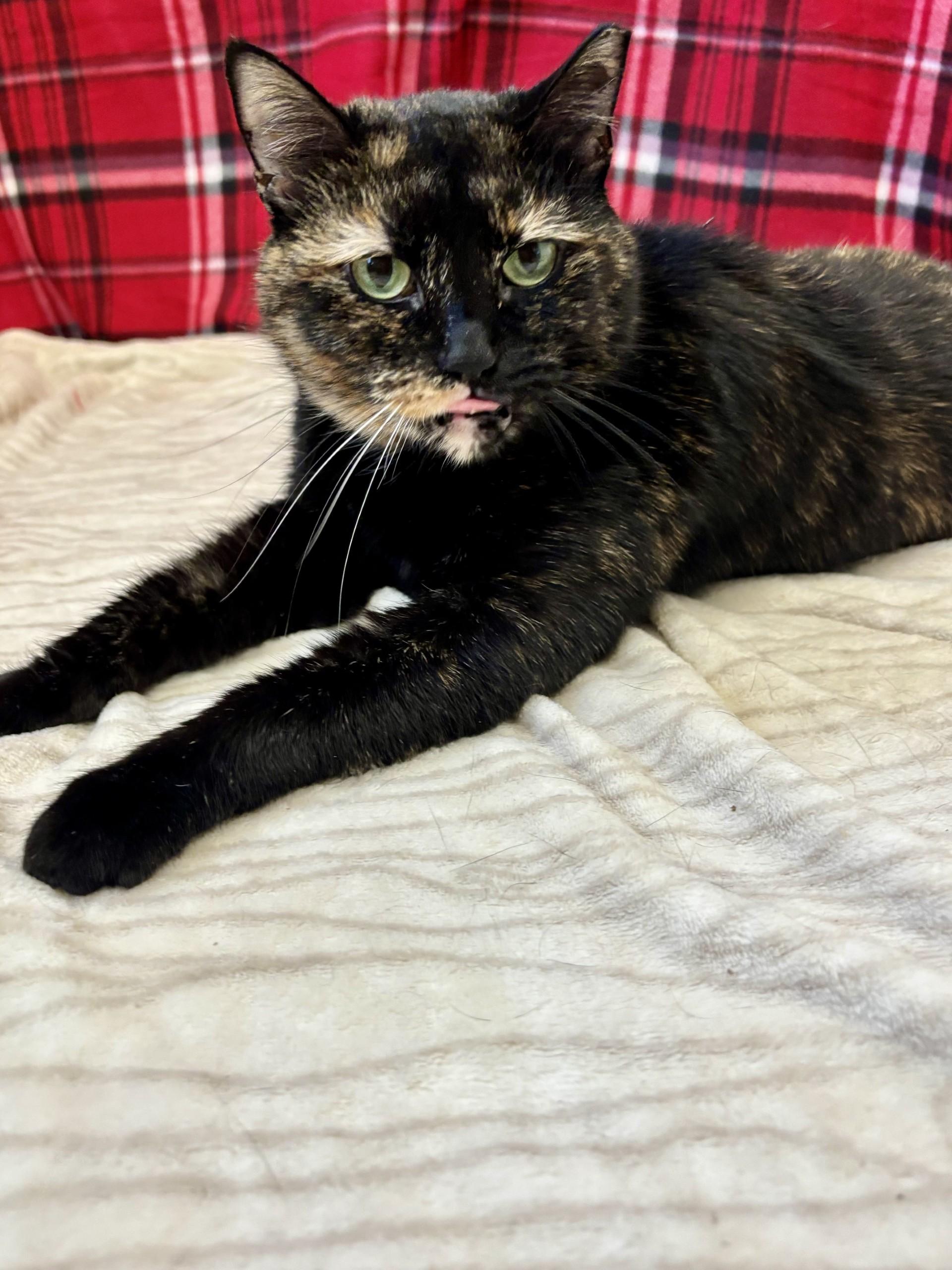 Molly, adopted, Adult Female Domestic Short Hair.