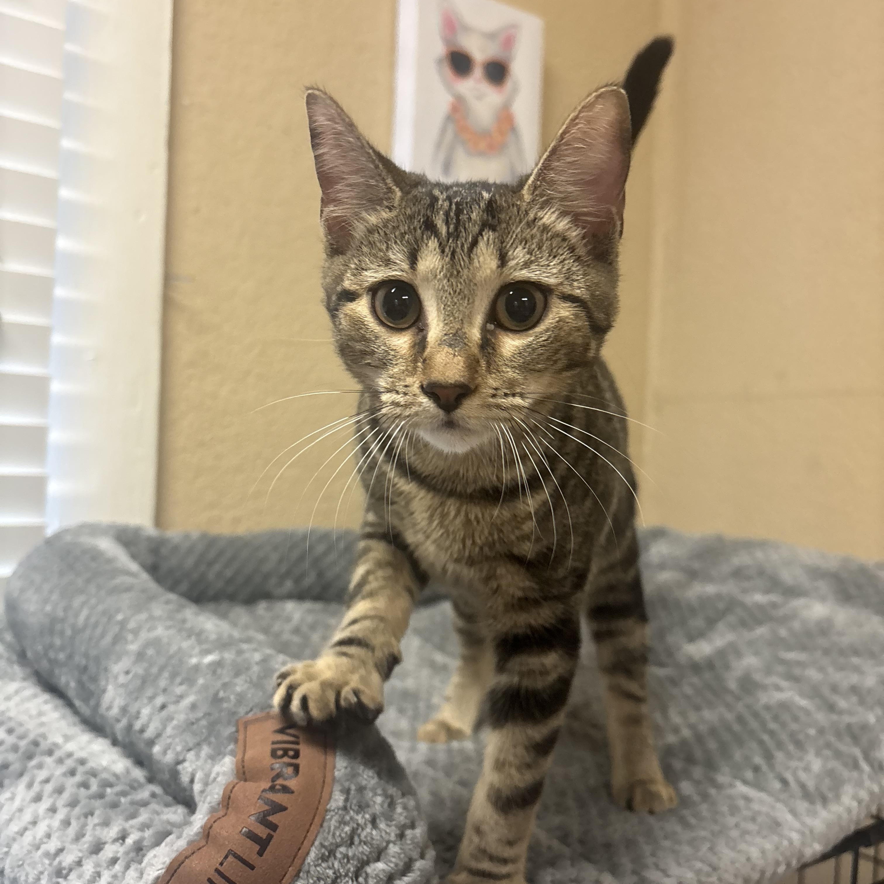 Bao, adopted, Kitten Female Domestic Short Hair.