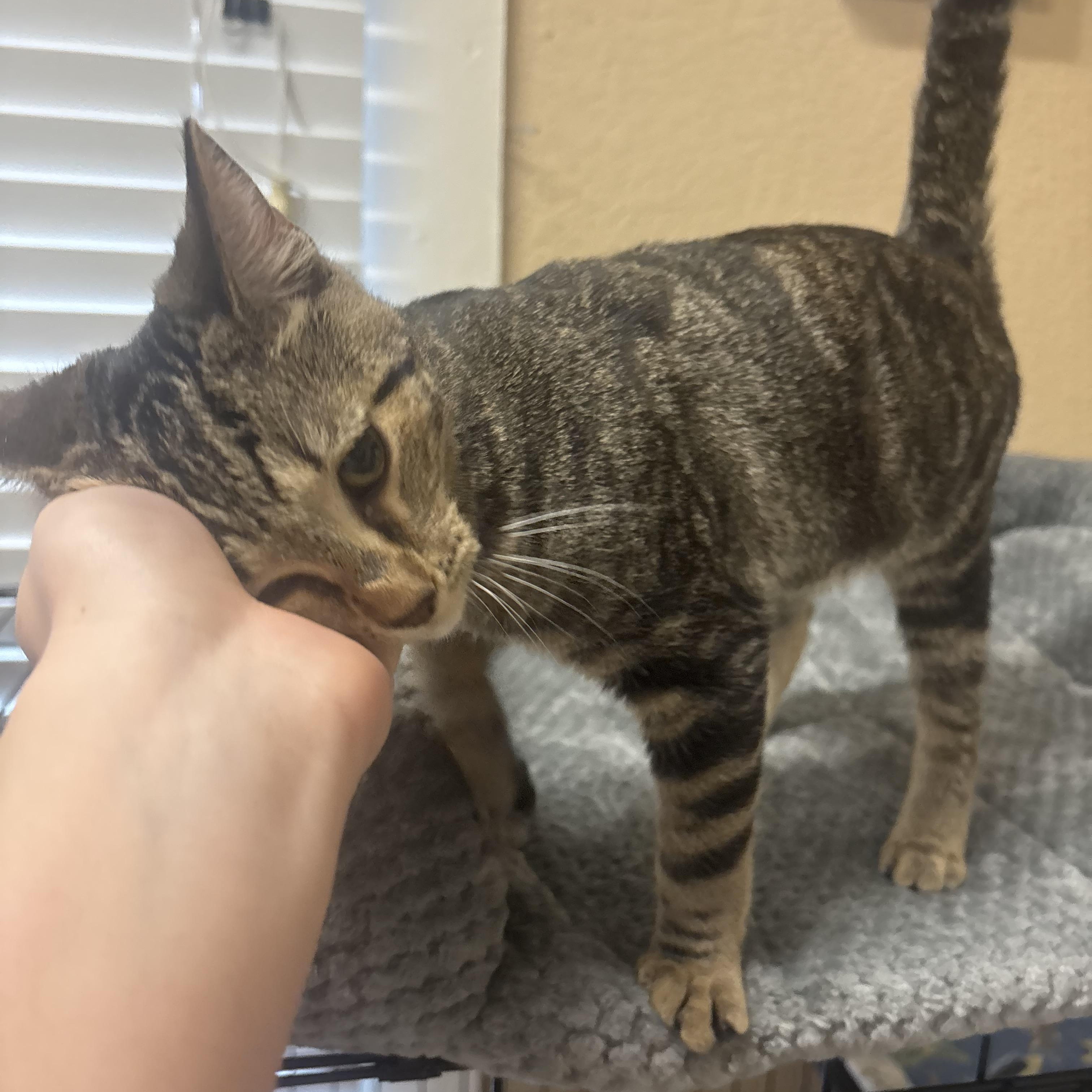 Enlarge Bao, an adopted Domestic Short Hair in Statesboro, GA image 4/4