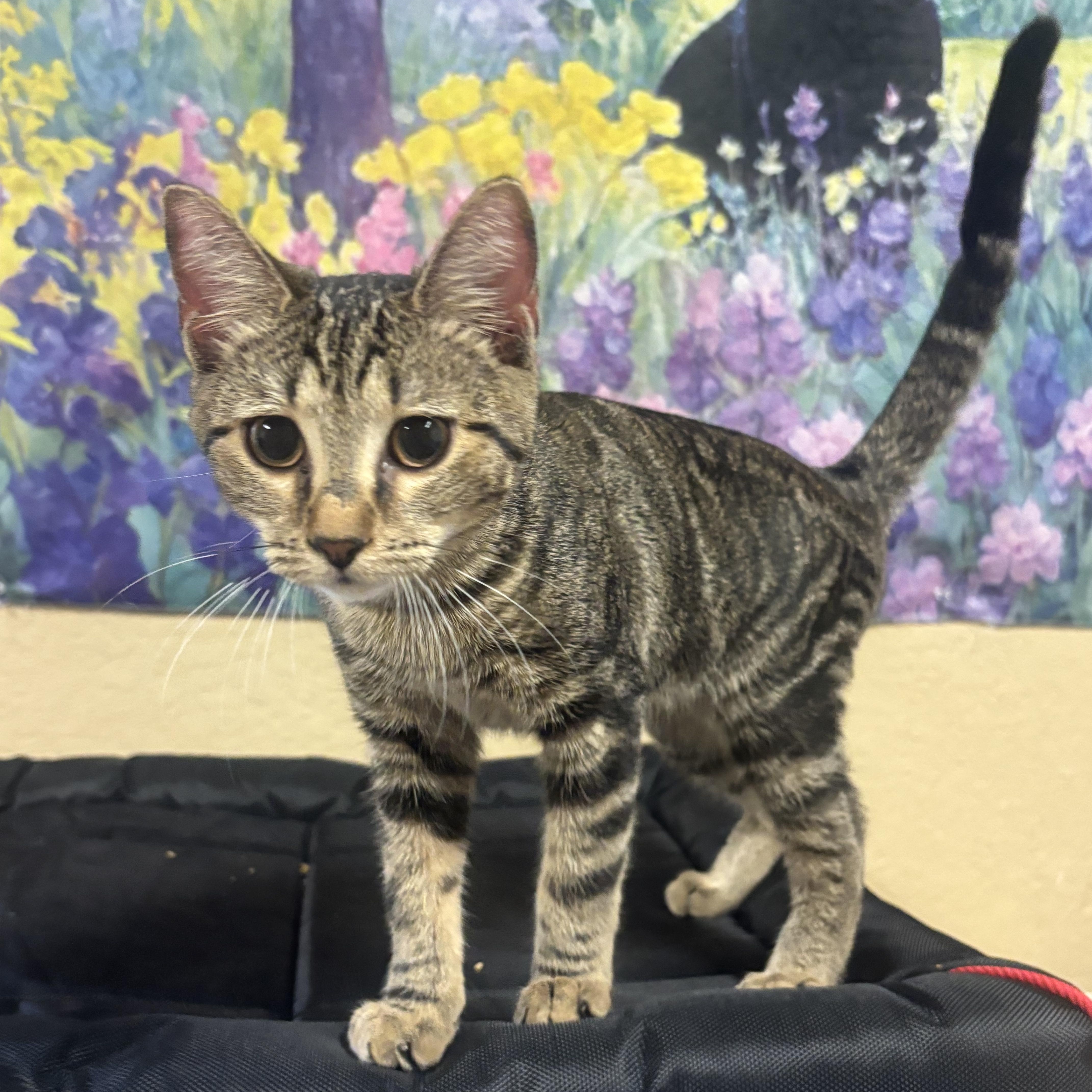 Enlarge Bao, an adopted Domestic Short Hair in Statesboro, GA image 2/4