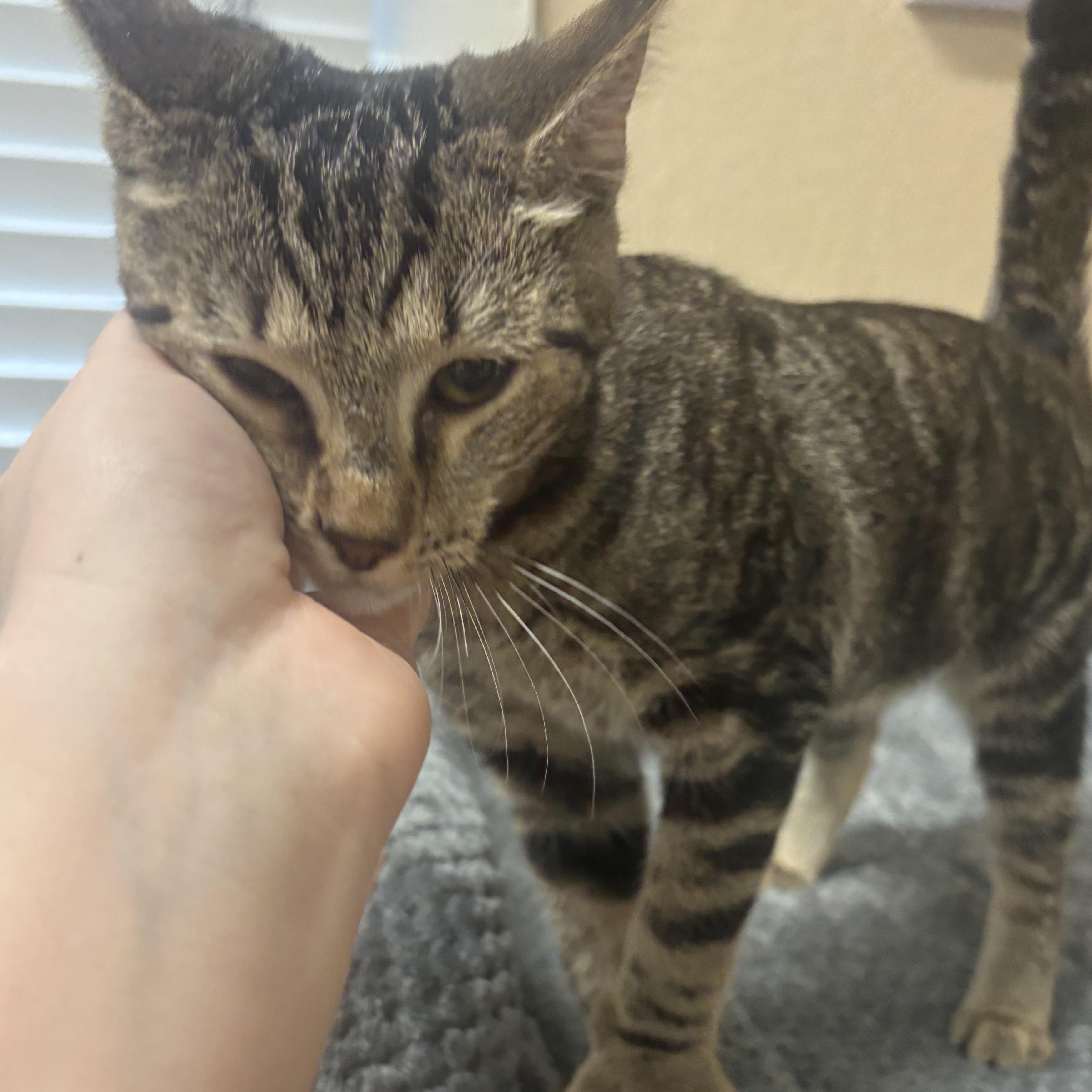 Enlarge Bao, an adopted Domestic Short Hair in Statesboro, GA image 3/4
