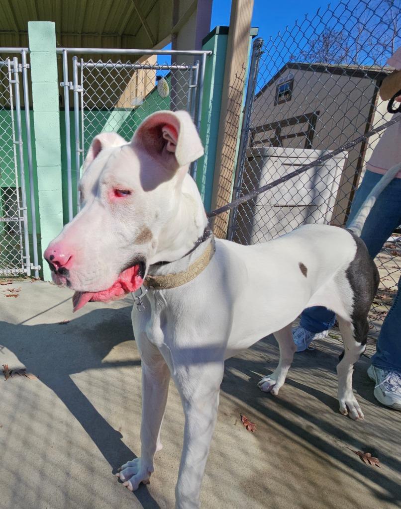 Gypsy, Adopted, Adult Female Great Dane.
