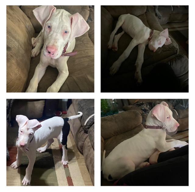 Enlarge Gypsy, a Adopted Great Dane in Blountville, TN image 2/6