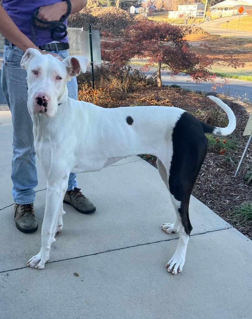 Enlarge Gypsy, a Adopted Great Dane in Blountville, TN image 3/6