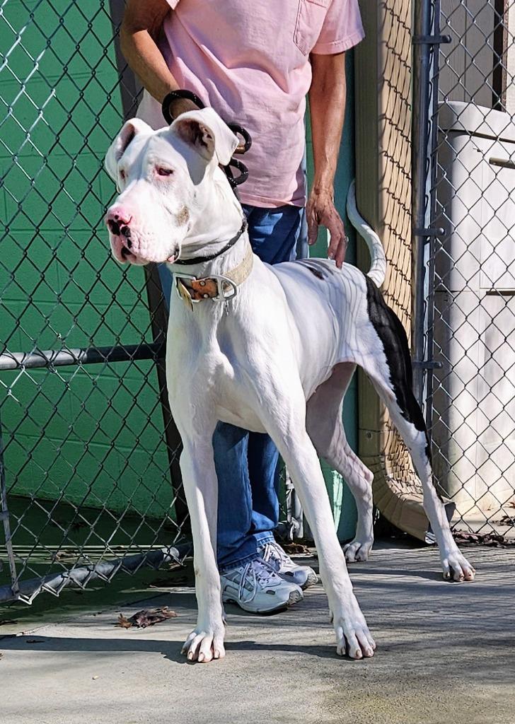 Enlarge Gypsy, a Adopted Great Dane in Blountville, TN image 4/6