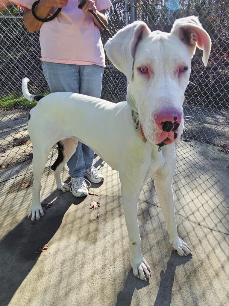 Enlarge Gypsy, a Adopted Great Dane in Blountville, TN image 5/6