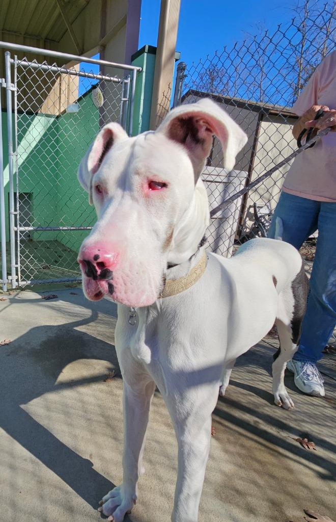 Enlarge Gypsy, a Adopted Great Dane in Blountville, TN image 6/6