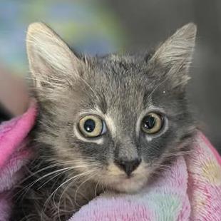 Sidney, Adoptable, Kitten Female Domestic Long Hair.